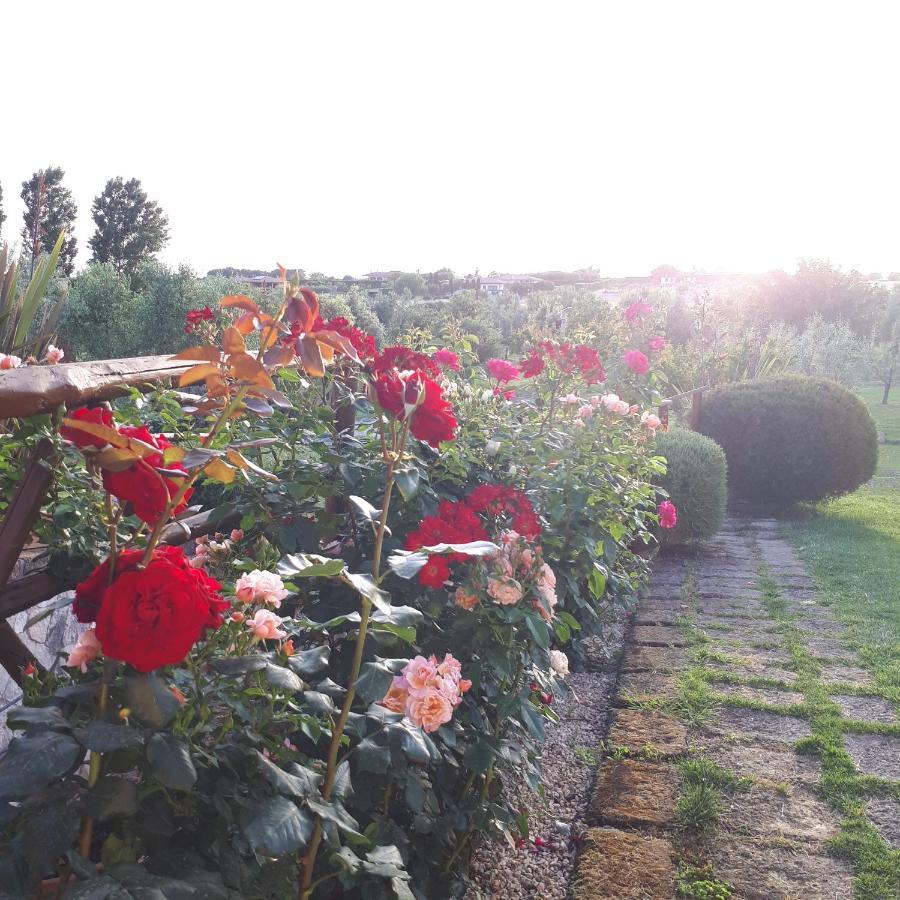 Casa degli Ulivi Bed and Breakfast Cerveteri Esterno foto